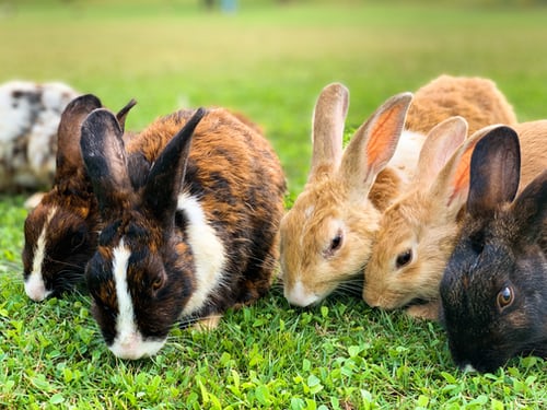 A group of rabbits eating grass